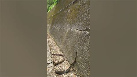 騎車遇到蛇代表什麼|[請益] 騎車遇到蛇、騎車不小心壓到蛇該怎麼辦？